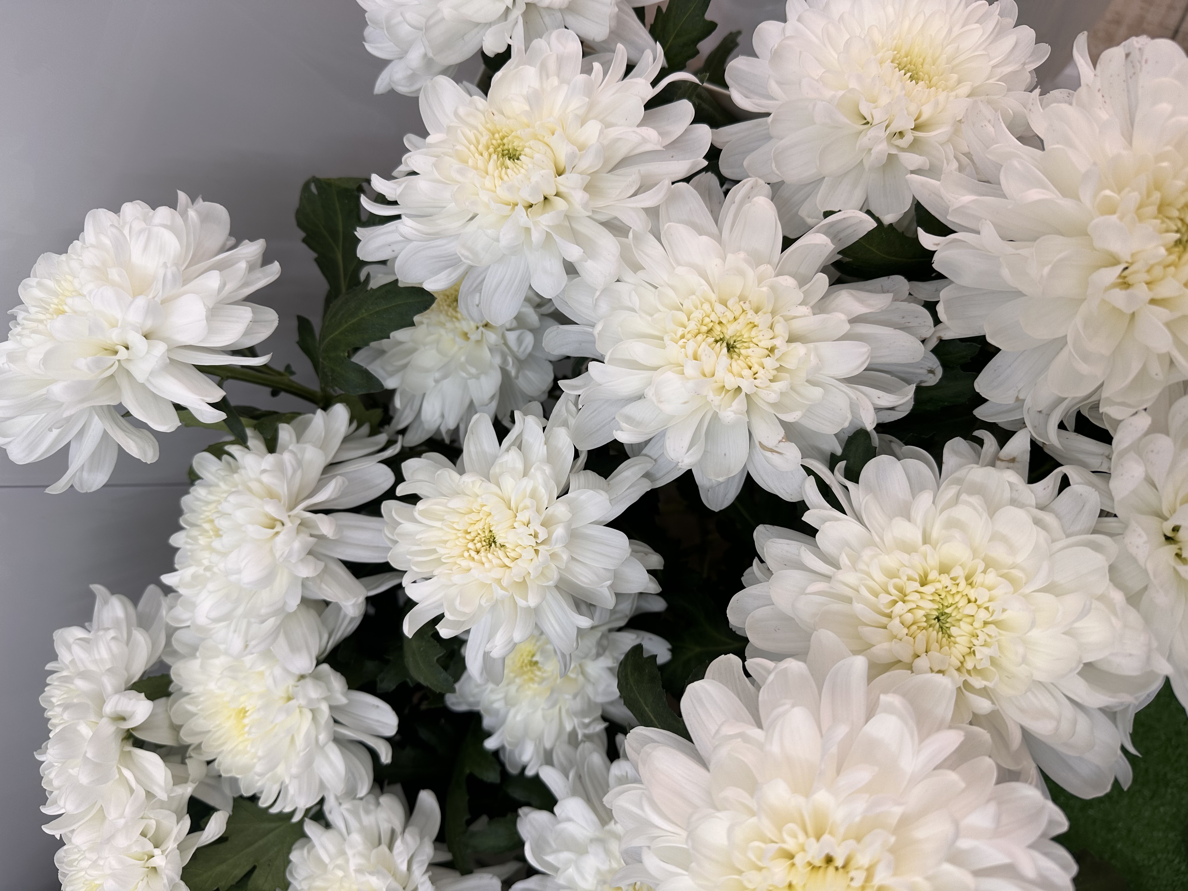 Хризантема одноголовая